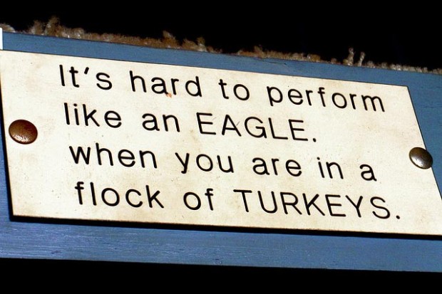 Eagles and turkeys